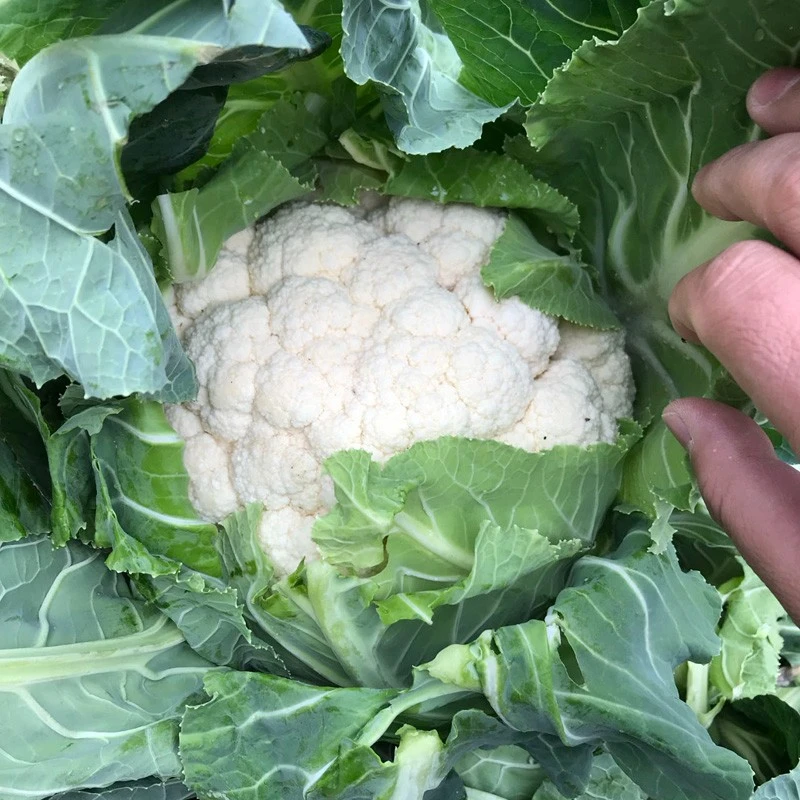 F1 Hybrid Cauliflower Seeds suppliers