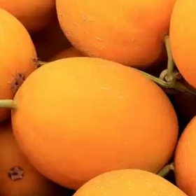 Semillas De Melón De Piel Naranja{0}}rojiza ME-028