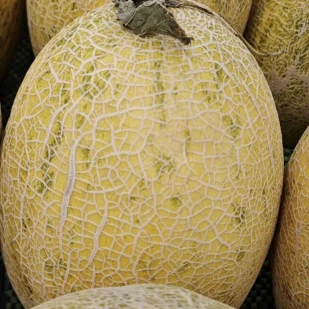 Semillas De Melón De Pulpa Naranja-roja ME-80G